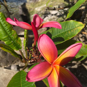 Meet your Posher, Nina